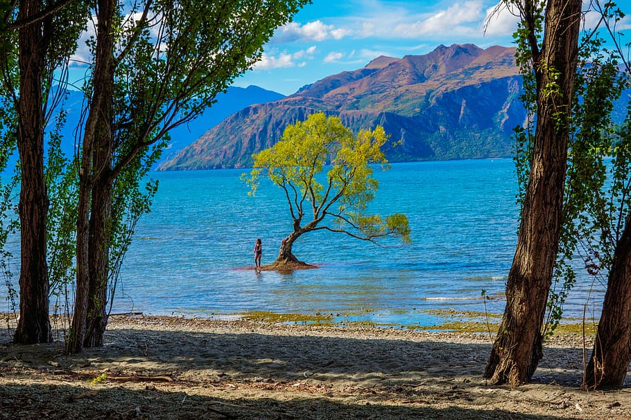 person standing near tree surrounded by body of water, new zealand