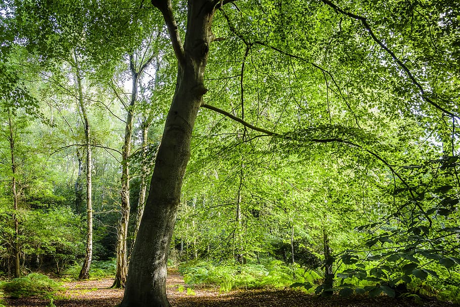landscape, forest, forest landscape, tree, mood, calm, plant HD wallpaper