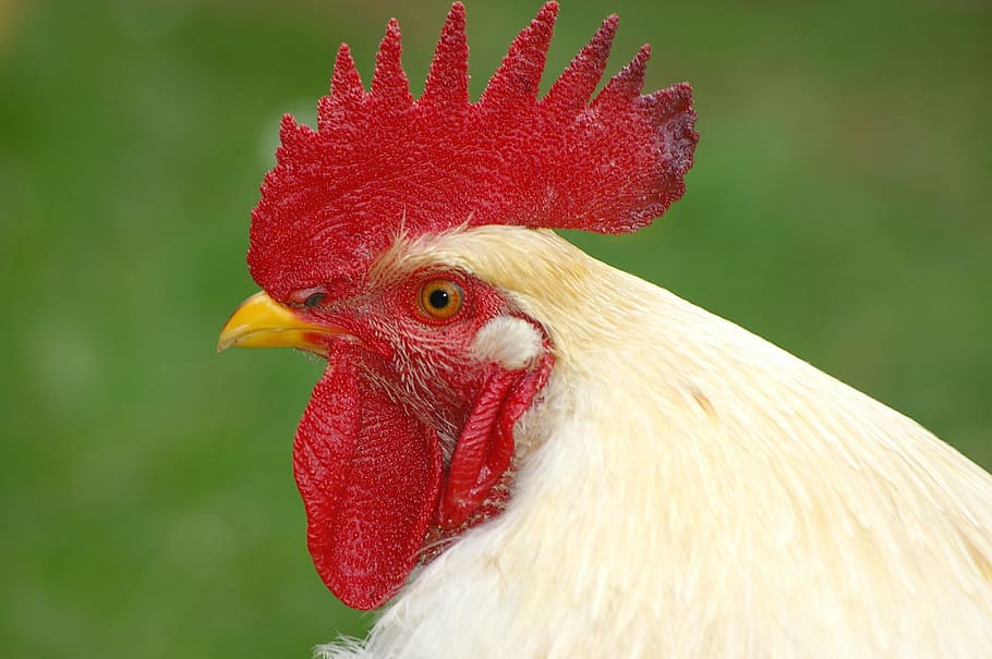 closeup photography of white rooster, hahn, cockscomb, comb teeth HD wallpaper