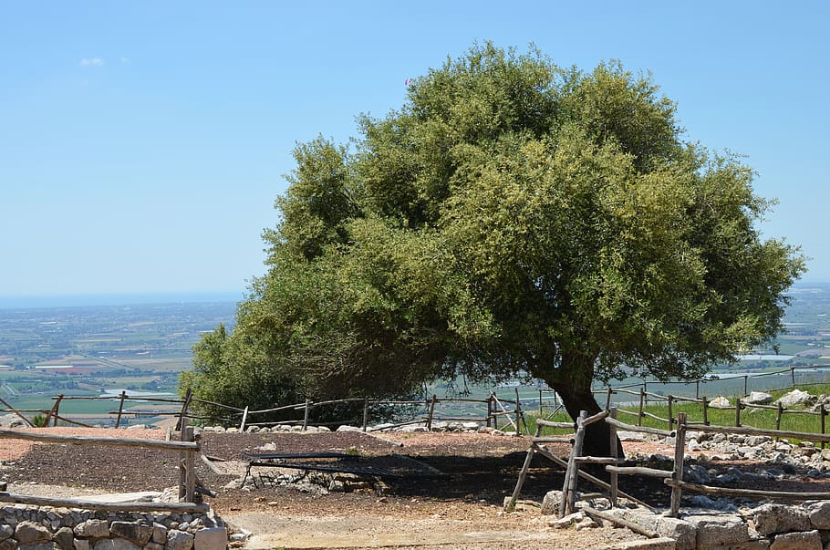 green, landscape, tree, nature, olive tree, plant, sky, water HD wallpaper