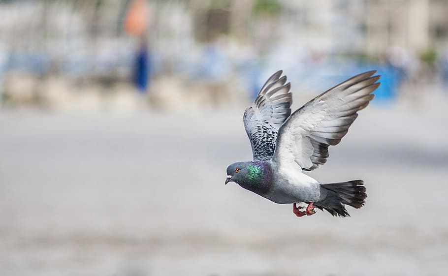 white and grey pigeon, Bird, Wing, Flying, spread wings, animals in the wild HD wallpaper