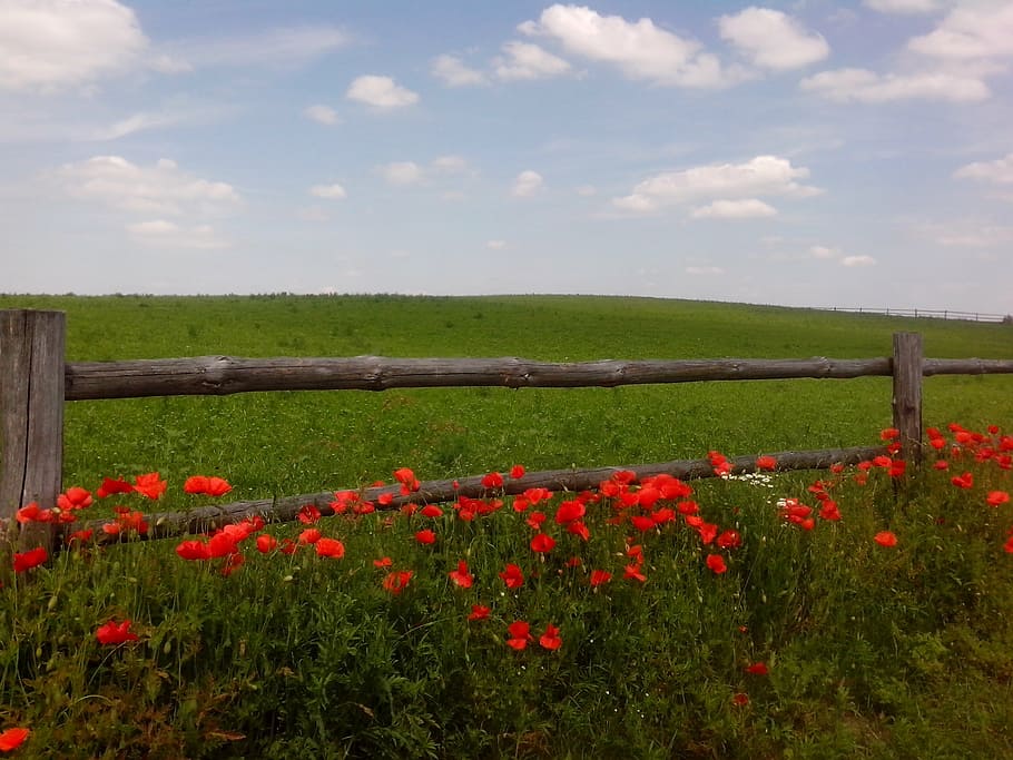 bed or red flowees, spring, poppies, flowers, plant, fields, nature, HD wallpaper