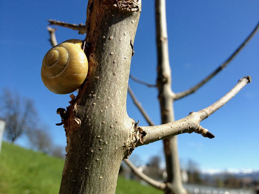 shell, tree, animal, nature, summer, blue sky, focus on foreground HD wallpaper