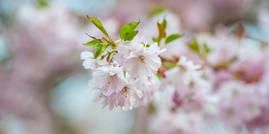 cherry blossom, nature, spring, pink, bloom, fruit tree, flower HD wallpaper