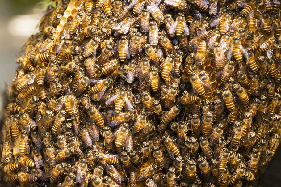 honey, bee hive, insect, honeycomb, swarm, apiary, nature, invertebrate HD wallpaper