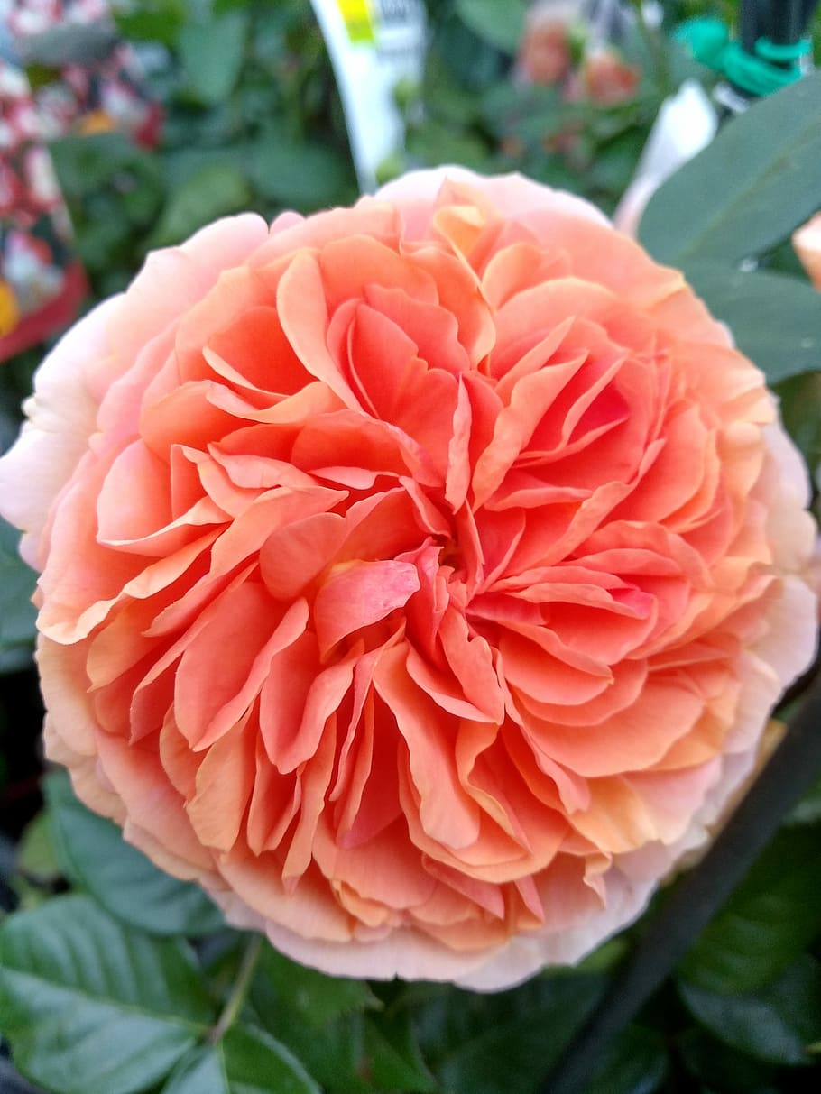 flower, rose, nature, leaf, plant, petal, flowering plant, close-up HD wallpaper