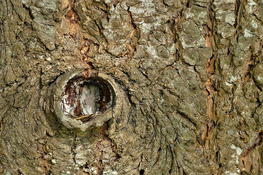 closeup photo of tree trunk, bark, texture, background, tribe HD wallpaper