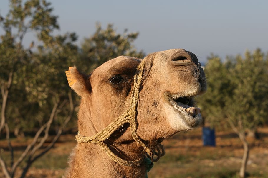 animal, camel, close-up, animal themes, one animal, mammal HD wallpaper
