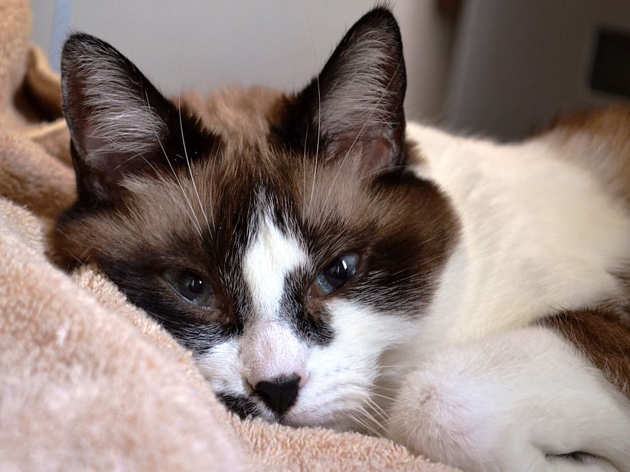 Cat, Siamese, Mix, Pet, Feline, Fur, domestic, animal, cute HD wallpaper