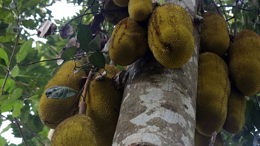 Jackfruit, Tree, Food, jackfruit tree, nature, tropical, green, HD wallpaper