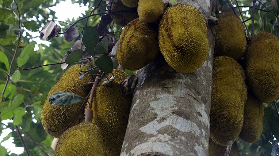 Jackfruit, Tree, Food, jackfruit tree, nature, tropical, green HD wallpaper