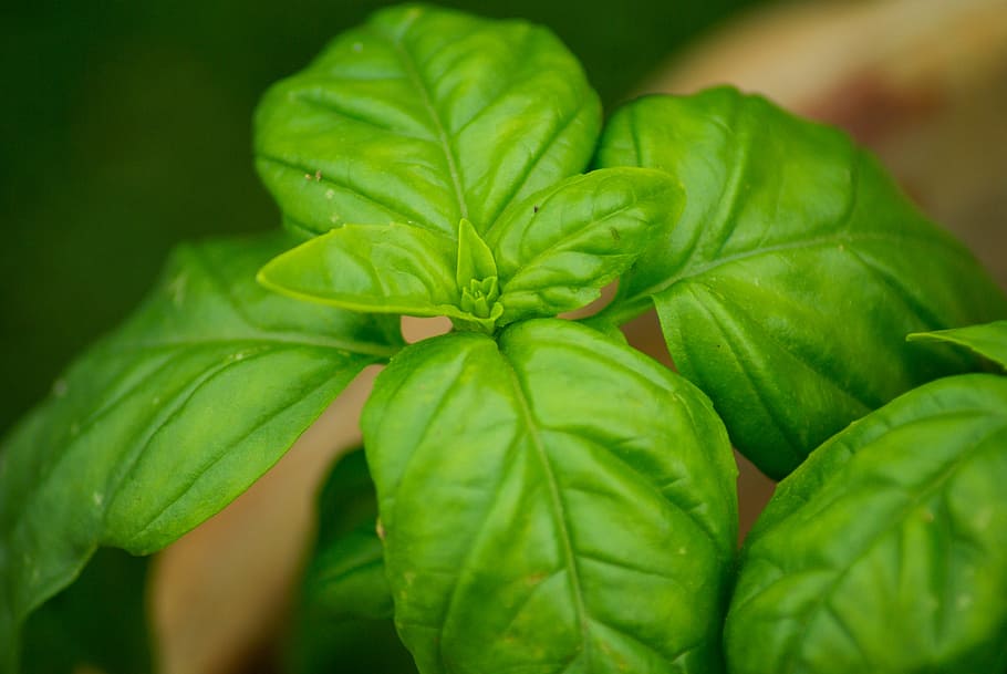 shallow focus of green leafed palntplant, leaves, basil, aromatic plant HD wallpaper