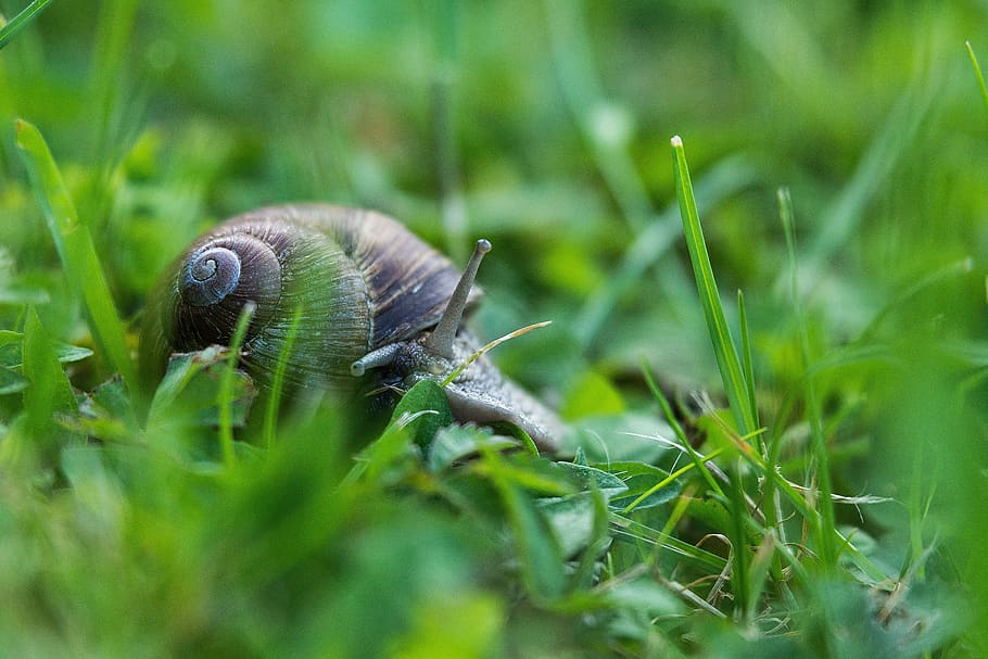 Snail, Probe, Nature, Shell, Animal, slowly, snail shells, spiral HD wallpaper