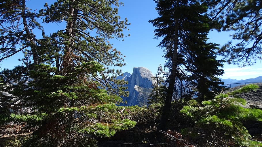 yosemite, glacier, point, plant, tree, sky, beauty in nature HD wallpaper