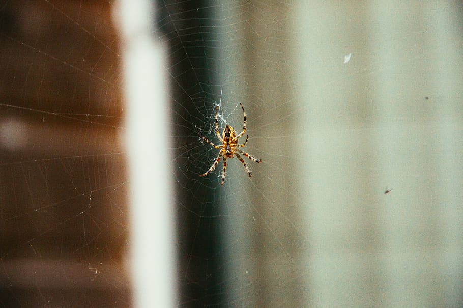 selective focus of brown spider on web, barn, photography, insects HD wallpaper