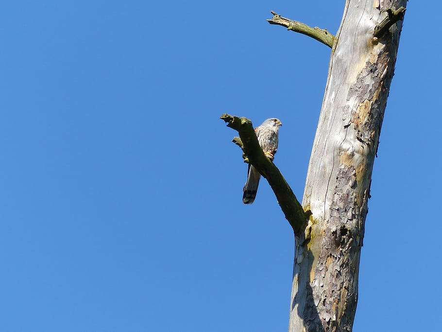 bird, falcon, raptor, animal, animal themes, tree, animals in the wild HD wallpaper