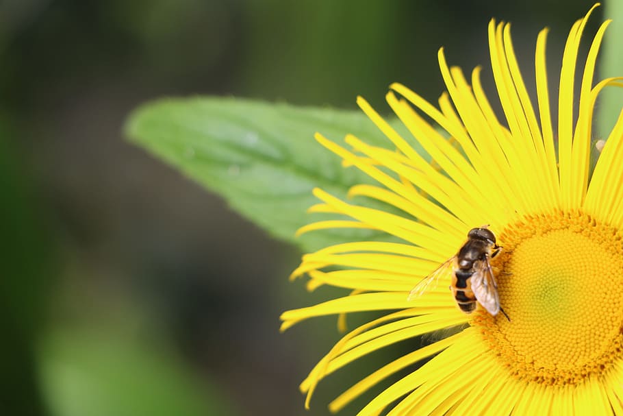 Flower, Bee, Insect, Garden, Nature, one animal, animals in the wild HD wallpaper