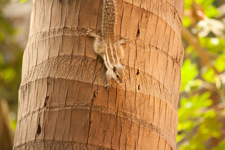 squirrel, palm tree, climbing, rodent, animal, cute, down, nature HD wallpaper