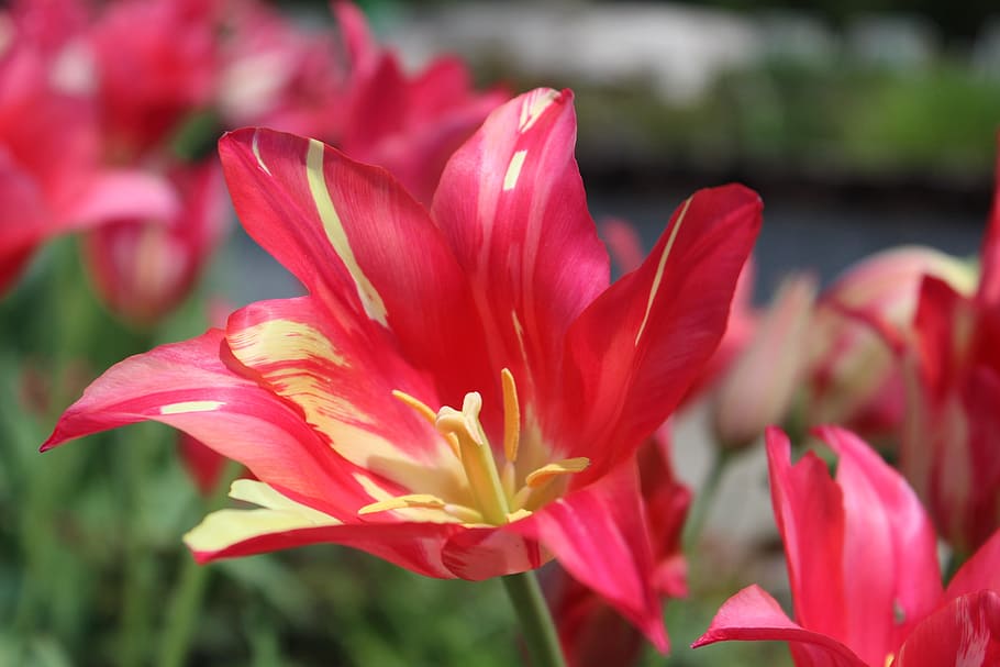 Tulip, Blossom, Bloom, Spring, red, flower, plant, nature, growth HD wallpaper