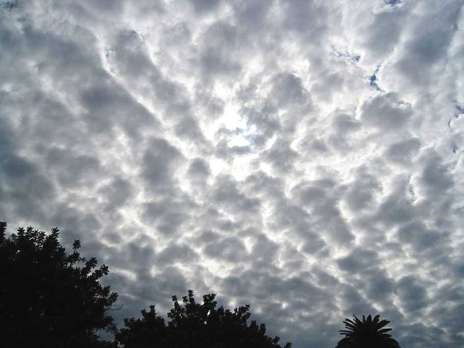 cloud, honeycomb formation, white, light, tree tops, dense HD wallpaper