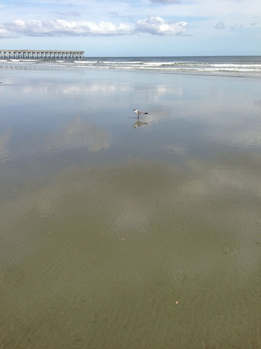 beach, seagull, water, sand, waves, ocean, cloud - sky, nature HD wallpaper