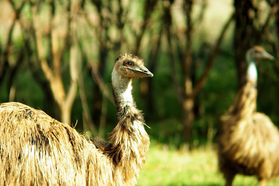 emu, bird, flightless, wild, curious, funny, large, fauna, animals HD wallpaper
