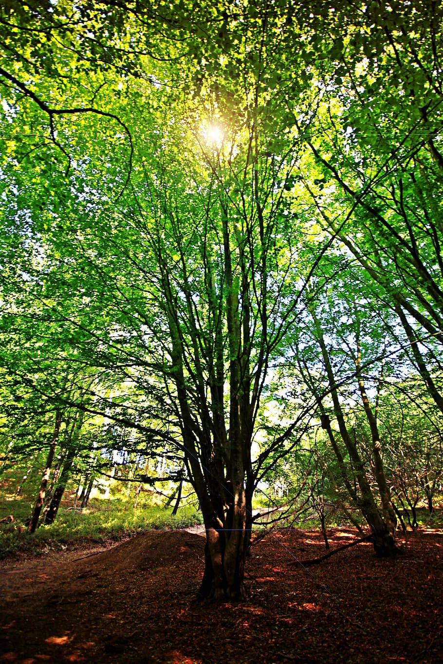 Beech, Backlight, Nature, Leaves, Trees, green, branches, ray of sunshine HD wallpaper