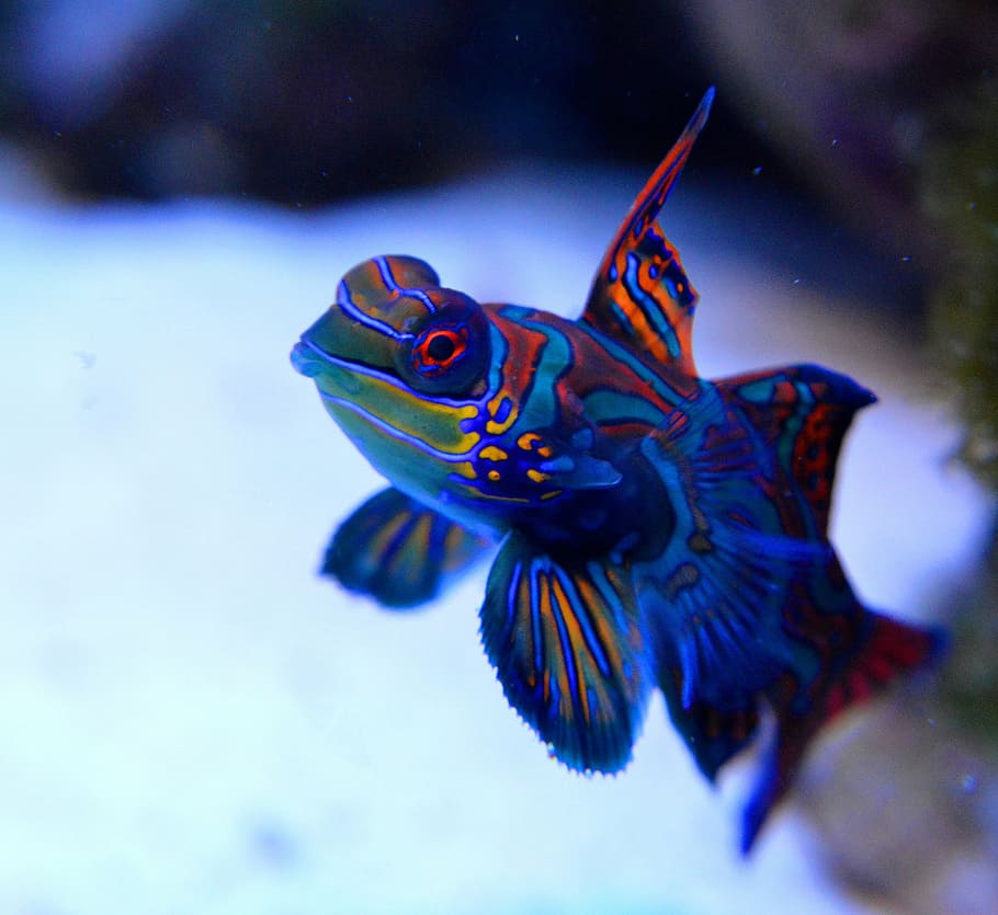 blue and red aquarium fish photography, mandarin, reef, saltwater aquarium