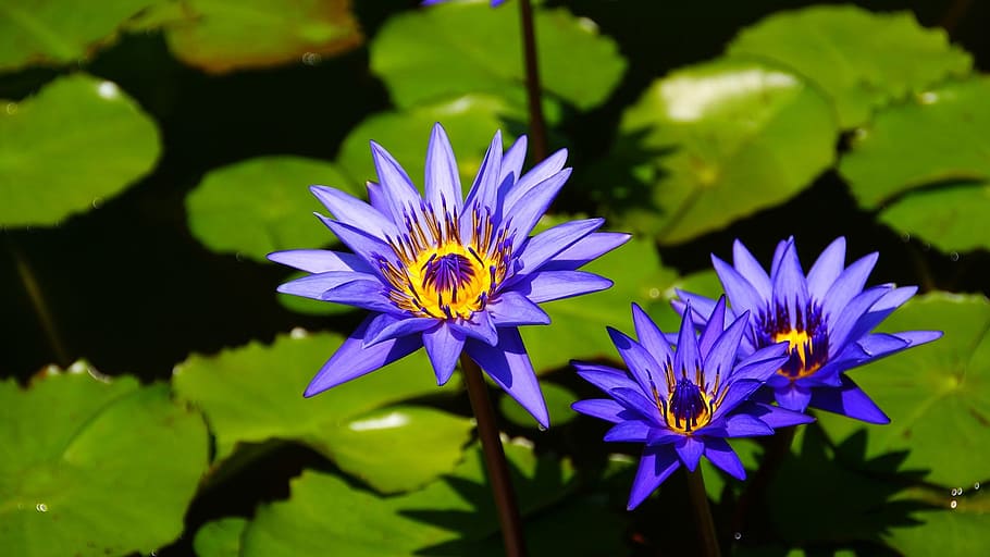 klitschko, whether or not, flower, flowering plant, freshness HD wallpaper