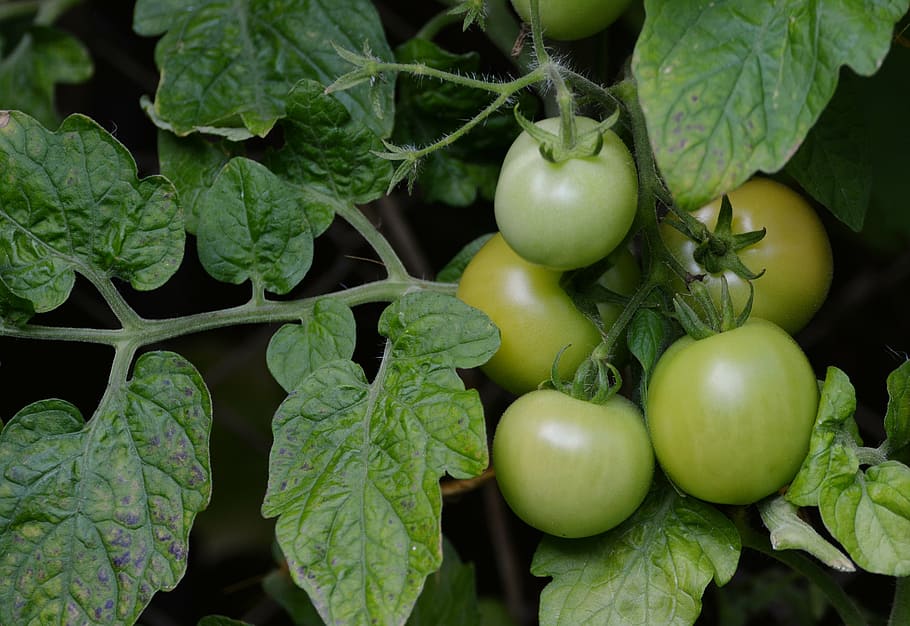 tomatoes, bush tomatoes, immature, fried green tomatoes, garden, HD wallpaper