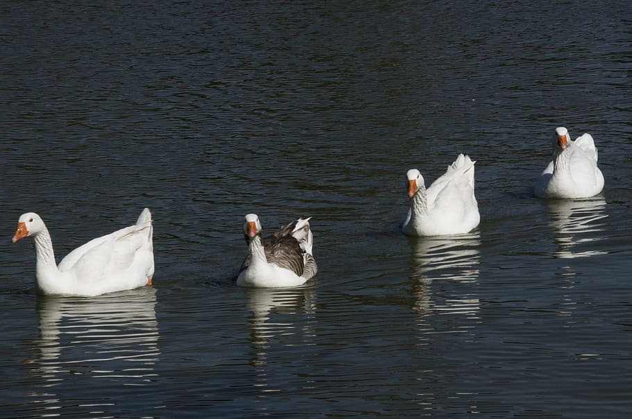ducks, lake, nature, bird, water, animals in the wild, animal themes HD wallpaper