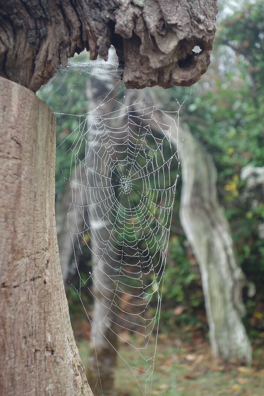 nature, tree, old, spider web, close-up, focus on foreground HD wallpaper