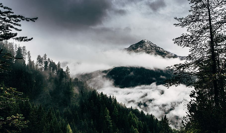 silhouette photo of trees near mountain covered with clouds, foggy mountain HD wallpaper