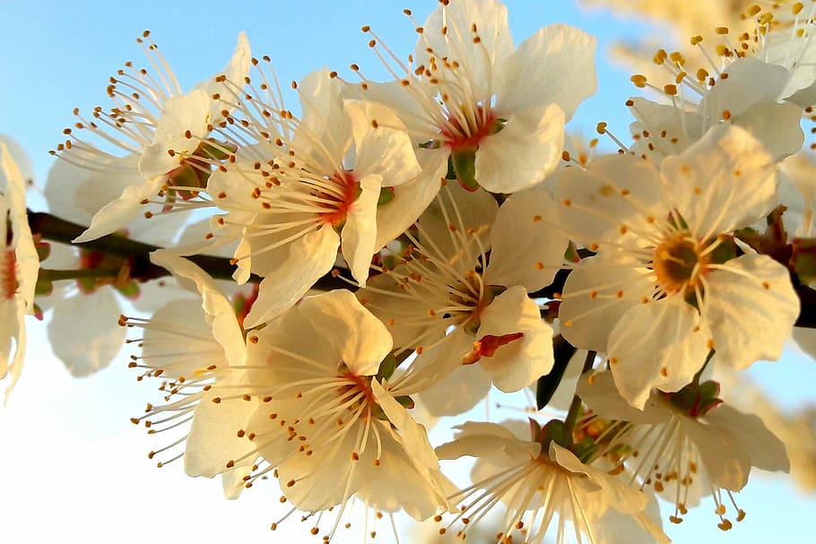 Spring, Bloom, Nature, Flower, flowers, tree, blossom, springtime HD wallpaper