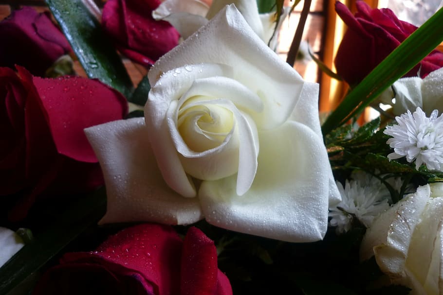 rosa, white, texture, bouquet, flowers, roses, red, flowering plant HD wallpaper