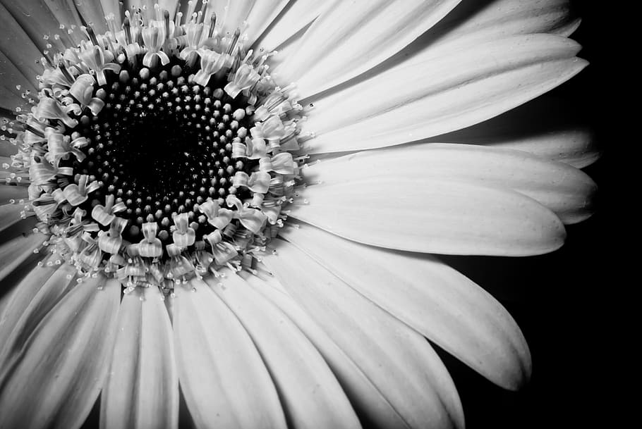 macro photography of white flower, close up, flowers, sunflower, HD wallpaper