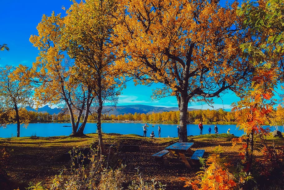people near lake surrounded by trees, norway, autumn, fall HD wallpaper