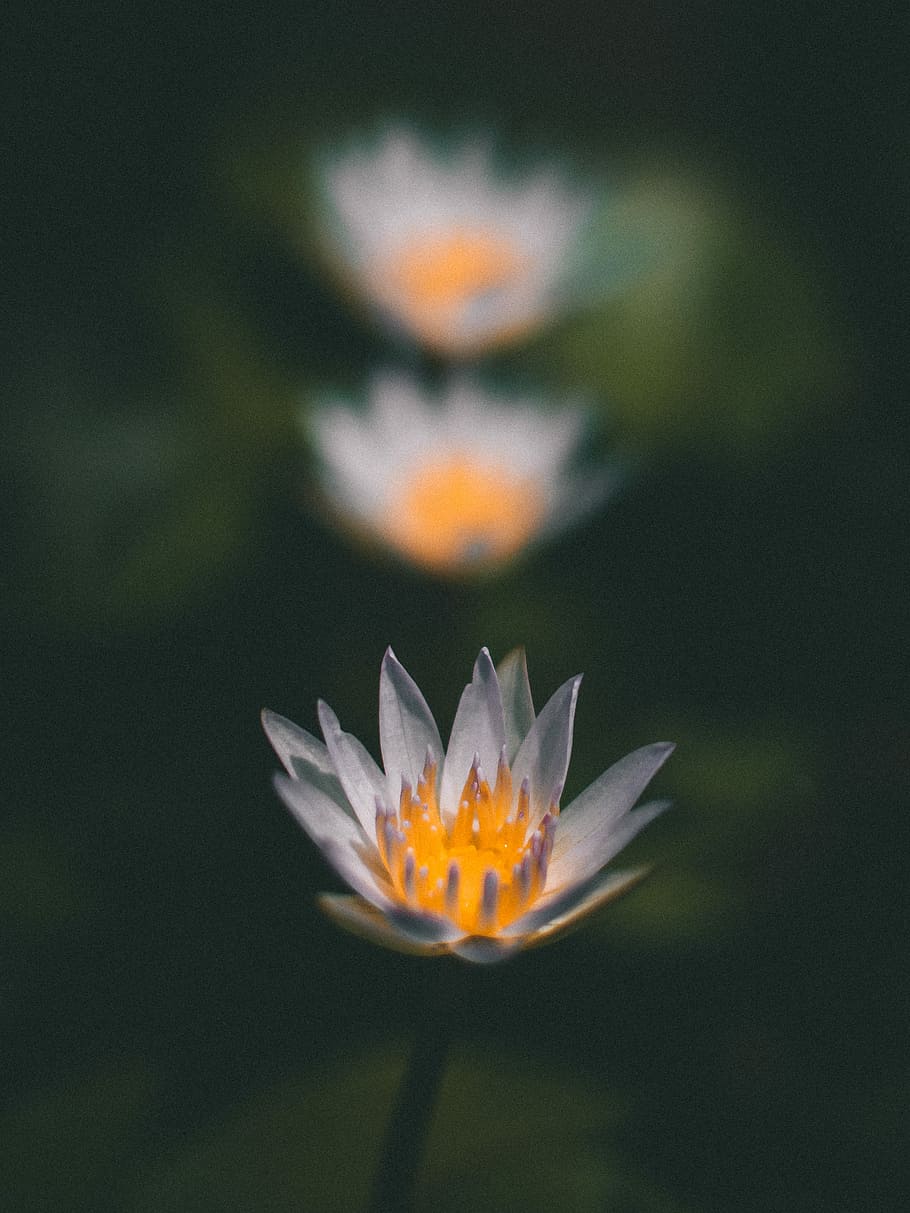 shallow focus photography of white flower, gray and orange lotus flower HD wallpaper