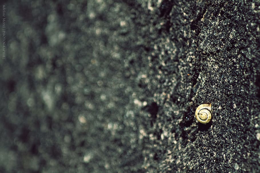Snail, Wall, Nature, close-up, animal themes, one animal, no people HD wallpaper