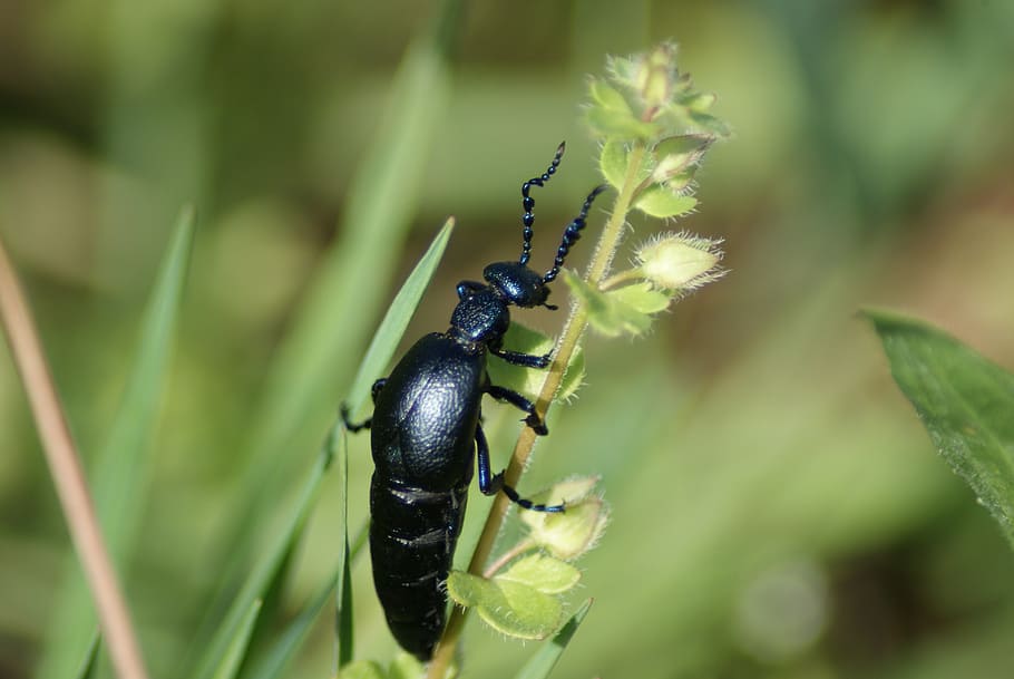 beetle, oil beetle, insect, macro, nature, meadow, animal, close-up HD wallpaper