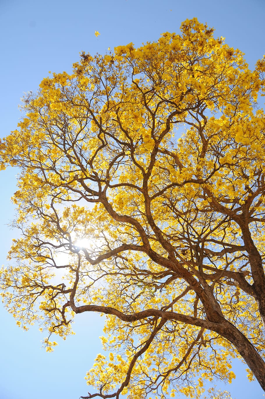 tree, yellow, spring, farm, beautiful, ipê, landscape, plant HD wallpaper