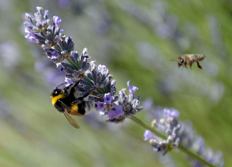 bee, lavender, nature, pollen, flower, insect, animal themes HD wallpaper