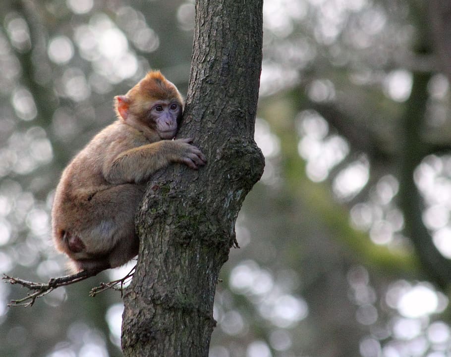 monkey on tree branch, macaque, animal, primate, mammal, wild, HD wallpaper