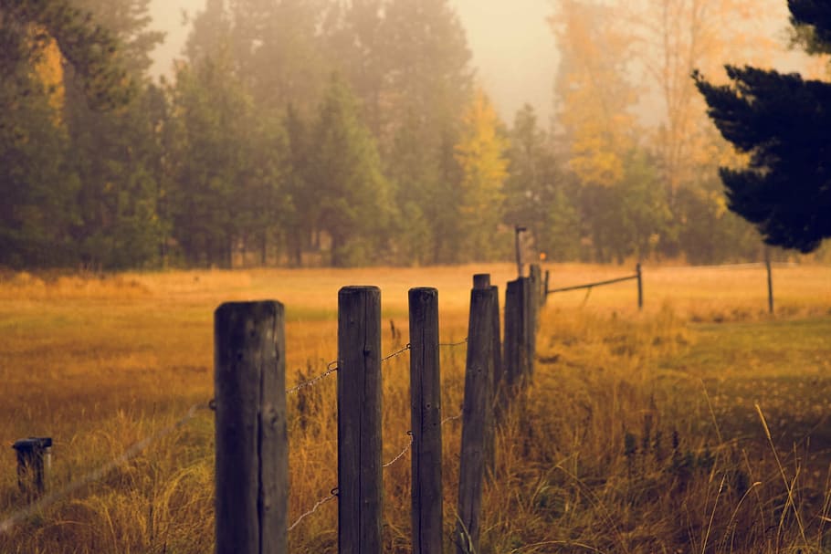 grass field near trees and fence, pasture, meadow, posts, wooden HD wallpaper