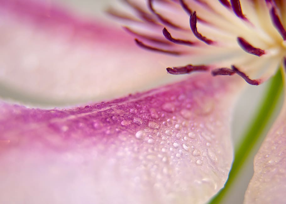 closeup photo of pink petaled flower, clematis, blossom, bloom HD wallpaper