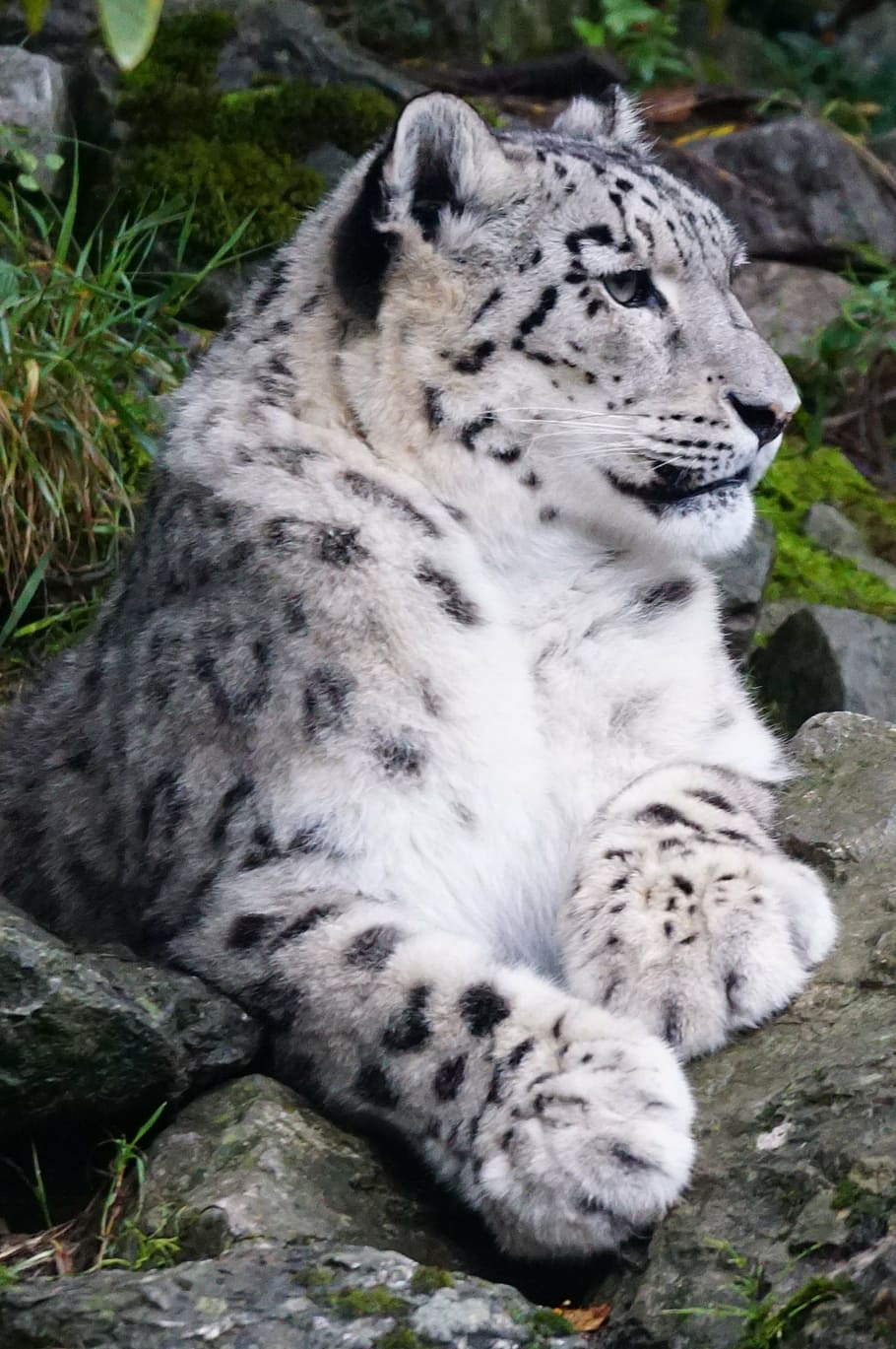 snow leopard laying on gray boulder, dormant, predator, animal HD wallpaper