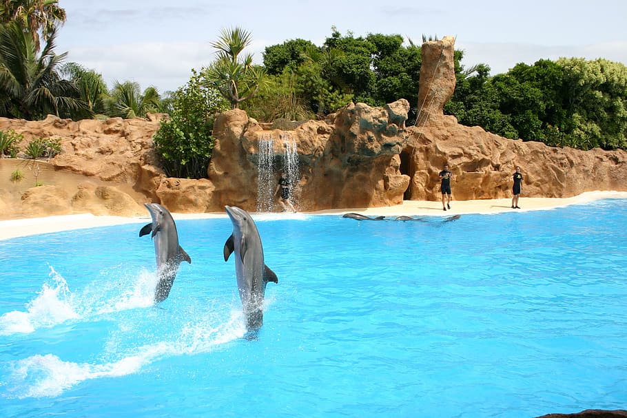 two dolphins jumping above water at daytime, demonstration, animal show