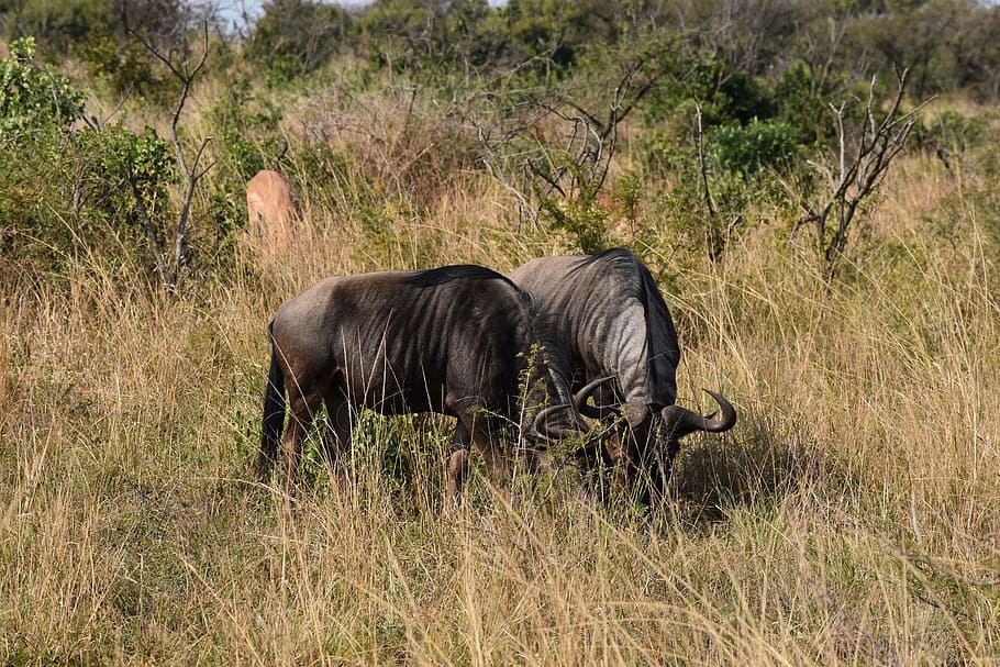 wildebeest, south africa, big 5, animal, conservation, fauna, HD wallpaper