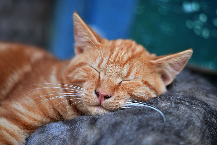orange cat on black cat, tranquility, dream, kitten, pet, red-headed cat HD wallpaper