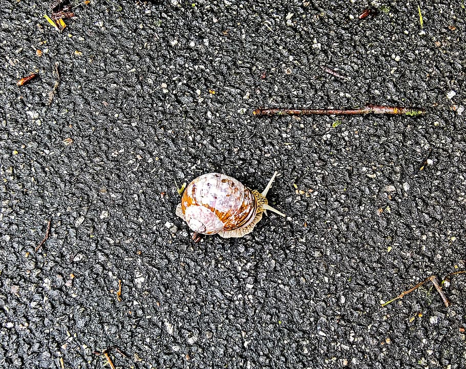 Snail, Mollusk, Shell, white brown, delicate sensor, crawl HD wallpaper